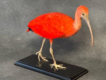 Scharlakenibis Taxidermie volledige montage - Eudocimus, Verzamelen, Dierenverzamelingen, Nieuw
