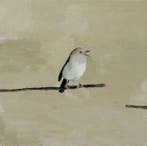 Matthieu van Riel - Bird