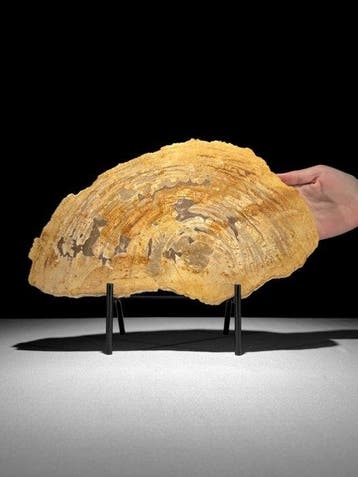 Prachtige snede van versteend hout op een op maat gemaakte