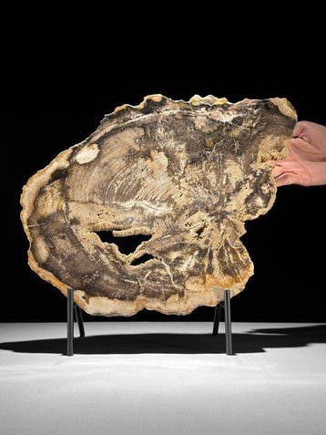 C- Prachtige grote plak rood versteend hout op een op maat