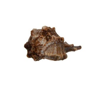 Herkuleskeule (45mm) | Bolinus brandaris | Zeldzame, Nieuw