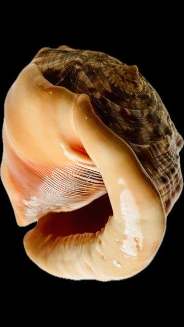 Schelpdieren Zeeschelp - CYPRAEA TIGRIS et CYPRAEA CASSIS, Nieuw