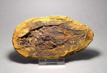 Gefossiliseerd dier - Parasemionotus labordei