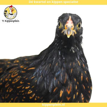 Barnevelder Kriel - Jonge Hennen te Koop - Handtam, Dieren en Toebehoren, Meerdere dieren, Kip