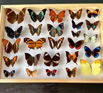 Entomologische collectie van 26 kleurrijke Afrikaanse, Nieuw