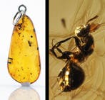 Kristalhelder Baltisch amber – Alate ANT-inclusie – Zeldzame