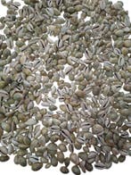 Cypraea Annulus schelpen Grijs ca. 1 kilo, Ophalen of Verzenden, Nieuw