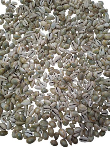 Cypraea Annulus schelpen Grijs ca. 1 kilo, Ophalen of Verzenden, Nieuw