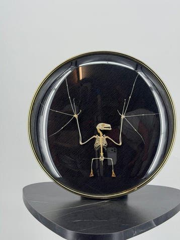Groot Vleermuis skelet in bolvormige lijst Taxidermie, Verzamelen, Nieuw