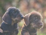 prachtige ruwharige teckel pups choco en wildkleur, Dieren en Toebehoren, Parvo, Standaard, Nederland, 8 tot 15 weken