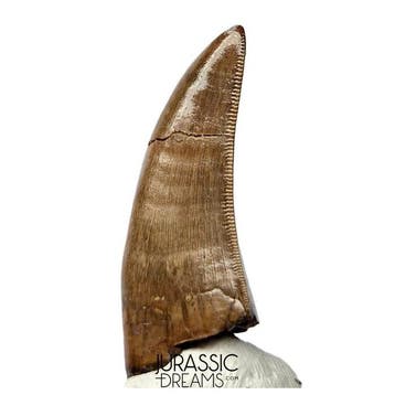 Tand van Tyrannosaurus-dinosauriër - Nanotyrannus sp -