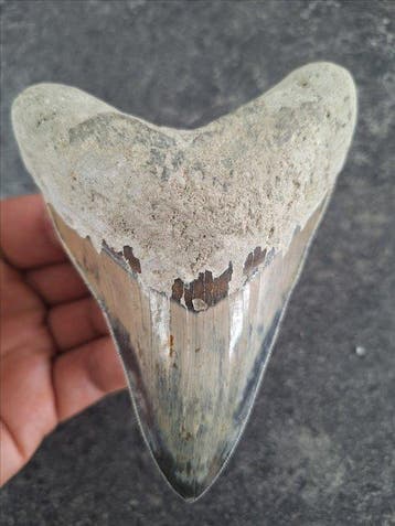 Megalodon - Fossiele tand - 12 cm - 9.2 cm