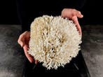 enorme vogelnestkoraal Taxidermie volledige montage -, Nieuw