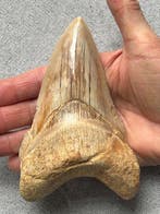 Grote Megalodon tand 13,6 cm - Fossiele tand - Carcharocles