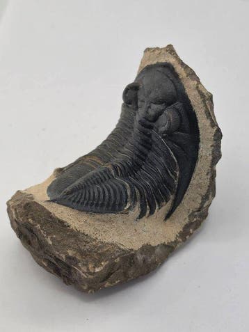 Trilobiet - Gefossiliseerd dier - Zlichovaspis - 9 cm