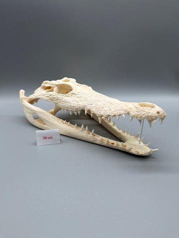 Nijlkrokodil Schedel van een reptiel - Crocodylus niloticus, Antiek en Kunst