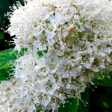 Spirea Albiflora container (P0.5) Sierplanten, Wit, Tuin en Terras, Verzenden, Overige soorten, Struik