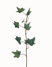 Hedera Groene Klimop Tak Zijdenbloem ca. 33 cm, Ophalen of Verzenden, Nieuw