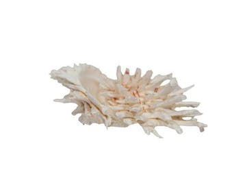 Zeldzame witte stekelige oester – Spondylus variegatus (76, Antiek en Kunst