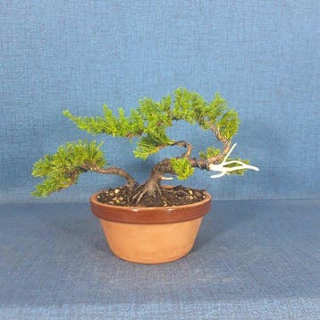 Jeneverbes bonsai (Juniperus) - Hoogte (boom): 12 cm -