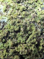 Hilarioniet, een zeer zeldzaam monster uit de historische, Verzamelen