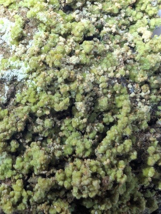 Hilarioniet, een zeer zeldzaam monster uit de historische, Verzamelen, Mineralen en Fossielen