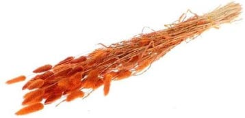 Lagurus ovatus pluimgras graspluimen in hoes peach oranje 60, Ophalen of Verzenden, Nieuw