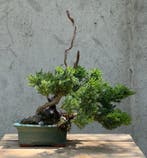 Jeneverbes bonsai (Juniperus) - Hoogte (boom): 28 cm -, Antiek en Kunst