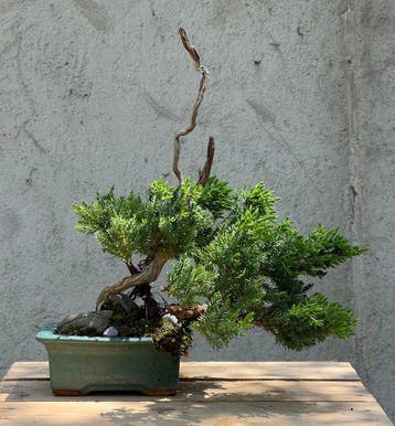 Jeneverbes bonsai (Juniperus) - Hoogte (boom): 28 cm -