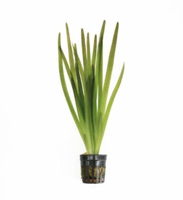Vallisneria Giganthea Rubra (Aquariumplanten), Dieren en Toebehoren, Verzenden, Nieuw, Plant(en), Steen of Hout