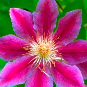 Clematis Dr. Ruppel container (C2) Sierplanten, Rood, Roze, Tuin en Terras, Verzenden, Overige soorten, Struik