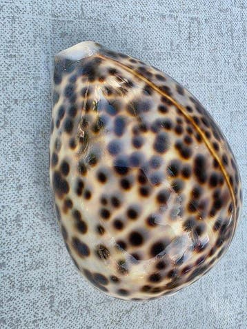 schelp Zeeschelp - Cypraea tigris (Zonder minimumprijs), Verzamelen, Nieuw