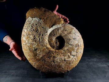 Indrukwekkende enorme ammoniet - Gefossiliseerd dier -, Nieuw