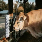 vidaXL Vee borstels Zwart en Wit 50 x 10 x 6.5 cm Kunststof, Verzenden