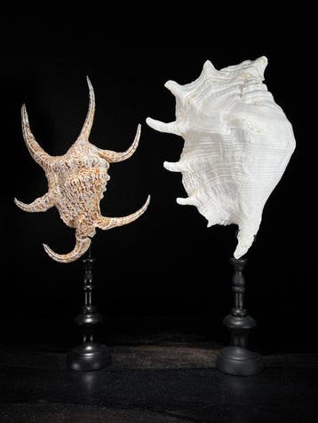 Prachtig paar Spider Conch-schelpen op maat gemaakte, Antiek en Kunst