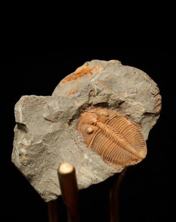 Trilobiet - Fossiele matrix - Coronocephalus - 6 cm - 4 cm, Verzamelen, Mineralen en Fossielen