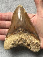 Megalodon tand 12,2 cm - Fossiele tand - Carcharocles