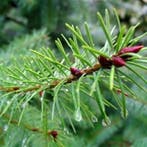 Geurolie Dennen voor melts kaarsen en zeep 20 ml, Ophalen of Verzenden, Nieuw