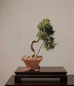 Bonsai van Pinus thunbergii Senjyumaru - Hoogte (boom): 18, Antiek en Kunst