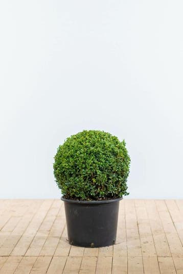 Buksbomen / Buxusbol 50-60 cm - Kluit, Tuin en Terras