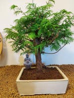 Kustmammoetboom bonsai (Sequoia) - Hoogte (boom): 32 cm -