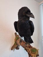 Adembenemend mooie echte grote raaf Taxidermie volledige, Verzamelen, Dierenverzamelingen, Nieuw