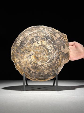 C - Prachtige schijf versteend hout op een aangepaste