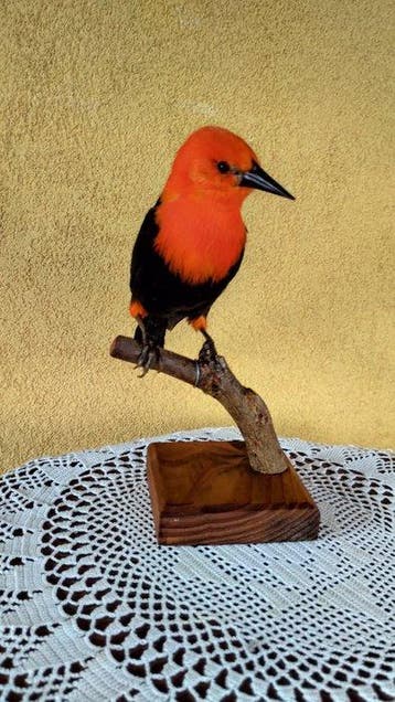 Merlo met een scharlaken kop Taxidermie volledige montage -, Nieuw