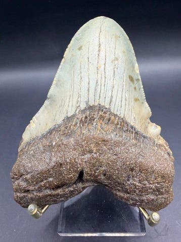 Megalodon - Fossiele tand - Carcharocles megalodon - 10.3 cm