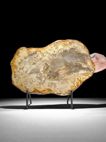 C - Prachtige grote plak versteend hout op een op maat