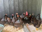 Jonge tamme krielkippen hennen veel keus, gesekst en ingeënt, Dieren en Toebehoren, Pluimvee, Meerdere dieren, Kip