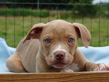 Old English Bulldog pups! t gezonde type. Hartelijk welkom, Parvo, Nederland, 8 tot 15 weken, Bulldog