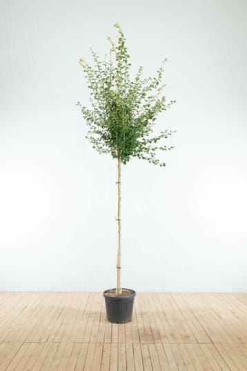 Crataegus x media Pauls Scarlet hoogstam 4/6 (spil)