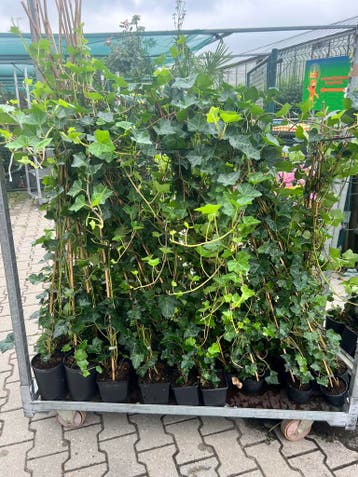 Hedera hibernica -Ierse klimop 60/80 tot 175/200, Ophalen of Verzenden, Overige soorten, Haag, 100 tot 250 cm